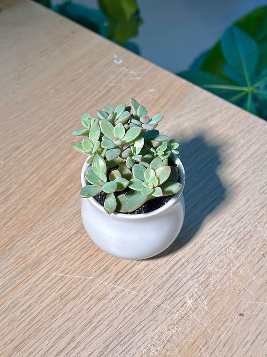 Tricolor Stonecrop (小球玫瑰锦) Sedum Spurium in White Glazed Ceramic Pot