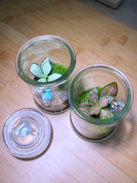 Fittonia with Moss Arrangement in Terrarium Jar (S)