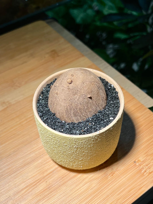 Stephania in Light Yellowish Matt Textured Designed Pot