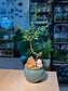 Small Leaved Ebony (黄杨叶柿) Diospyros Buxifolia in Green Glazed Ceramic Pot