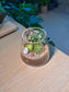 Succulent Terrarium in Fuji Glass