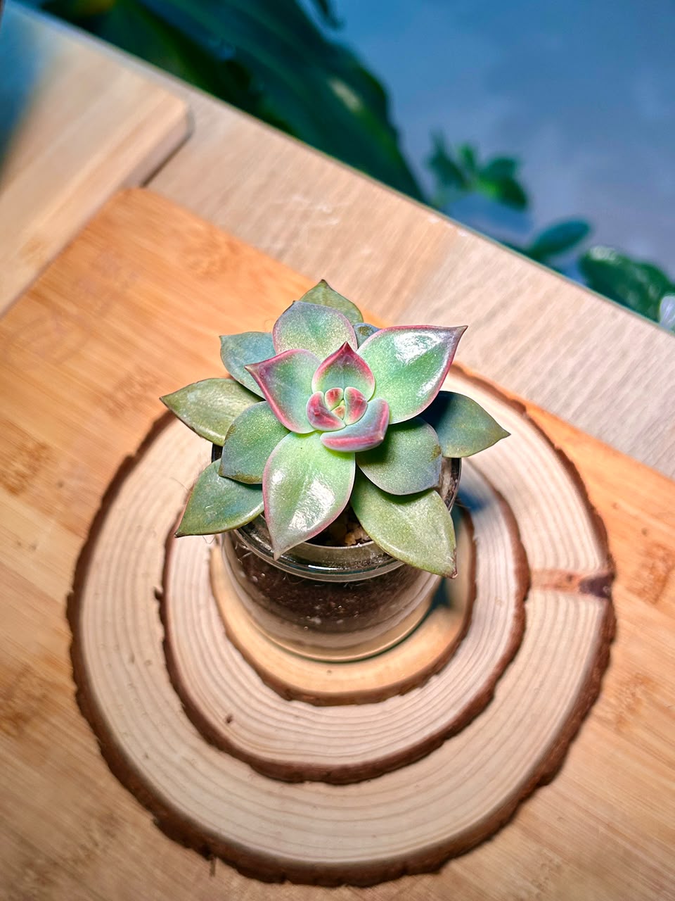 Echeveria Succulent in Pudding Jar
