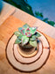 Echeveria Succulent in Pudding Jar