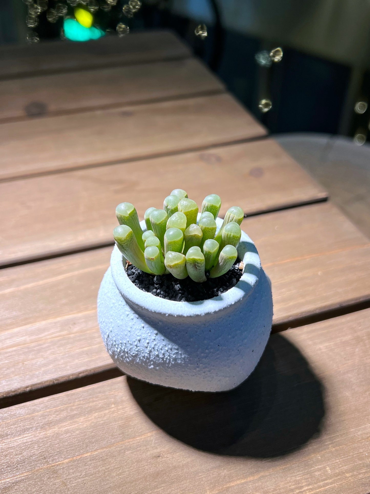 Lithops in Sky Blue Matt Textured Claypot