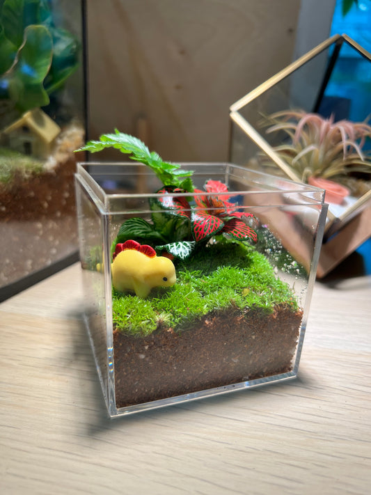 Indoor Plant Terrarium in Arcylic Box (M)