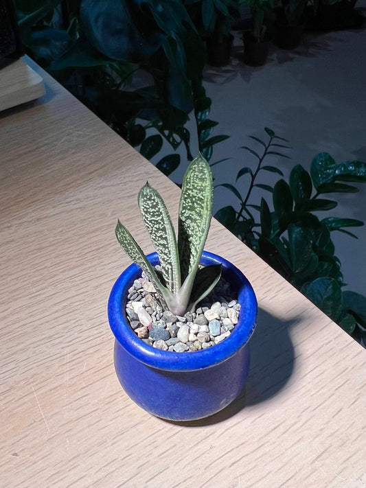 Variegated Gasteria in Ceramic Pot
