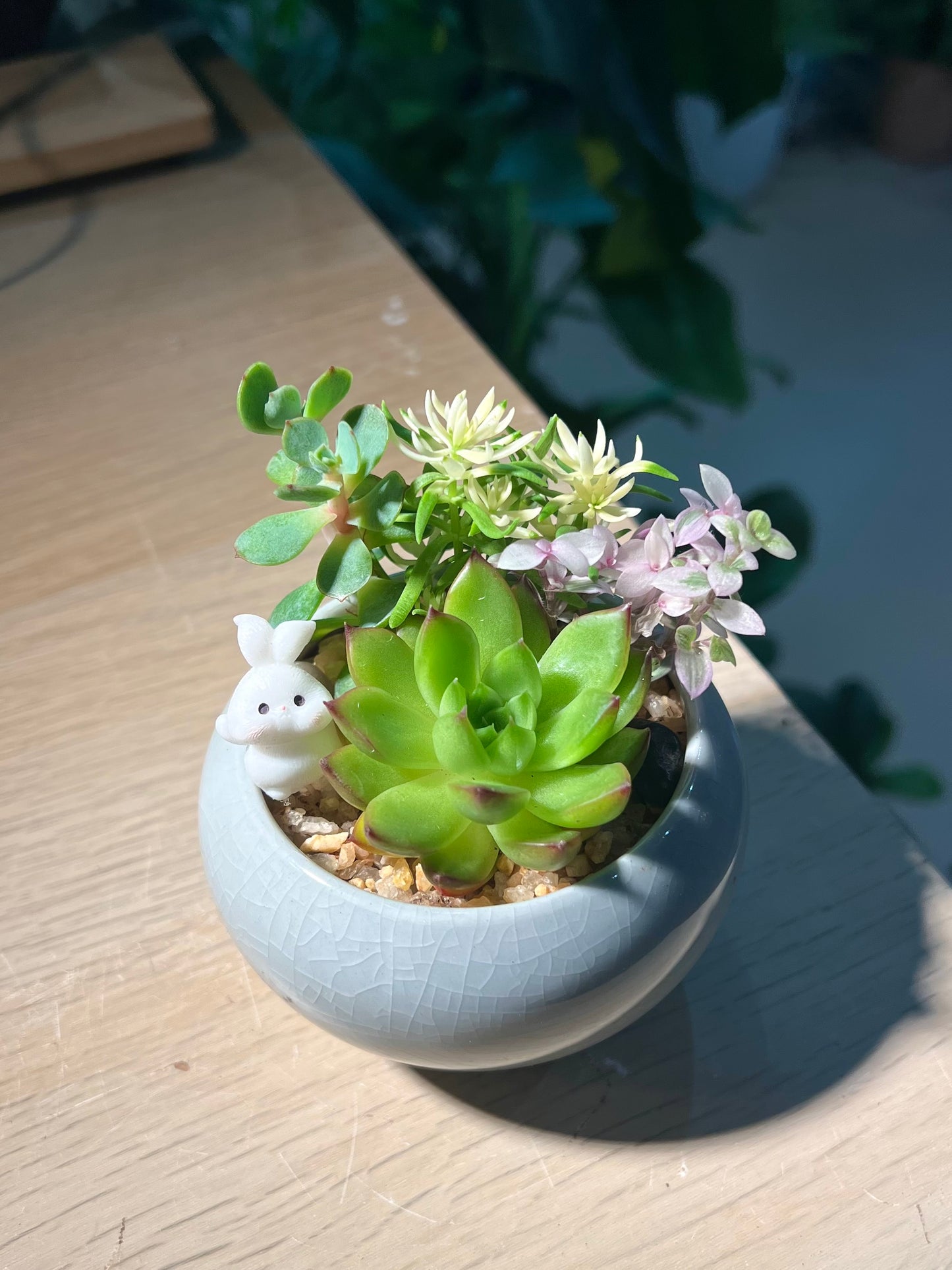 Succulent Arrangement in Sky Blue Round Ceramic Pot