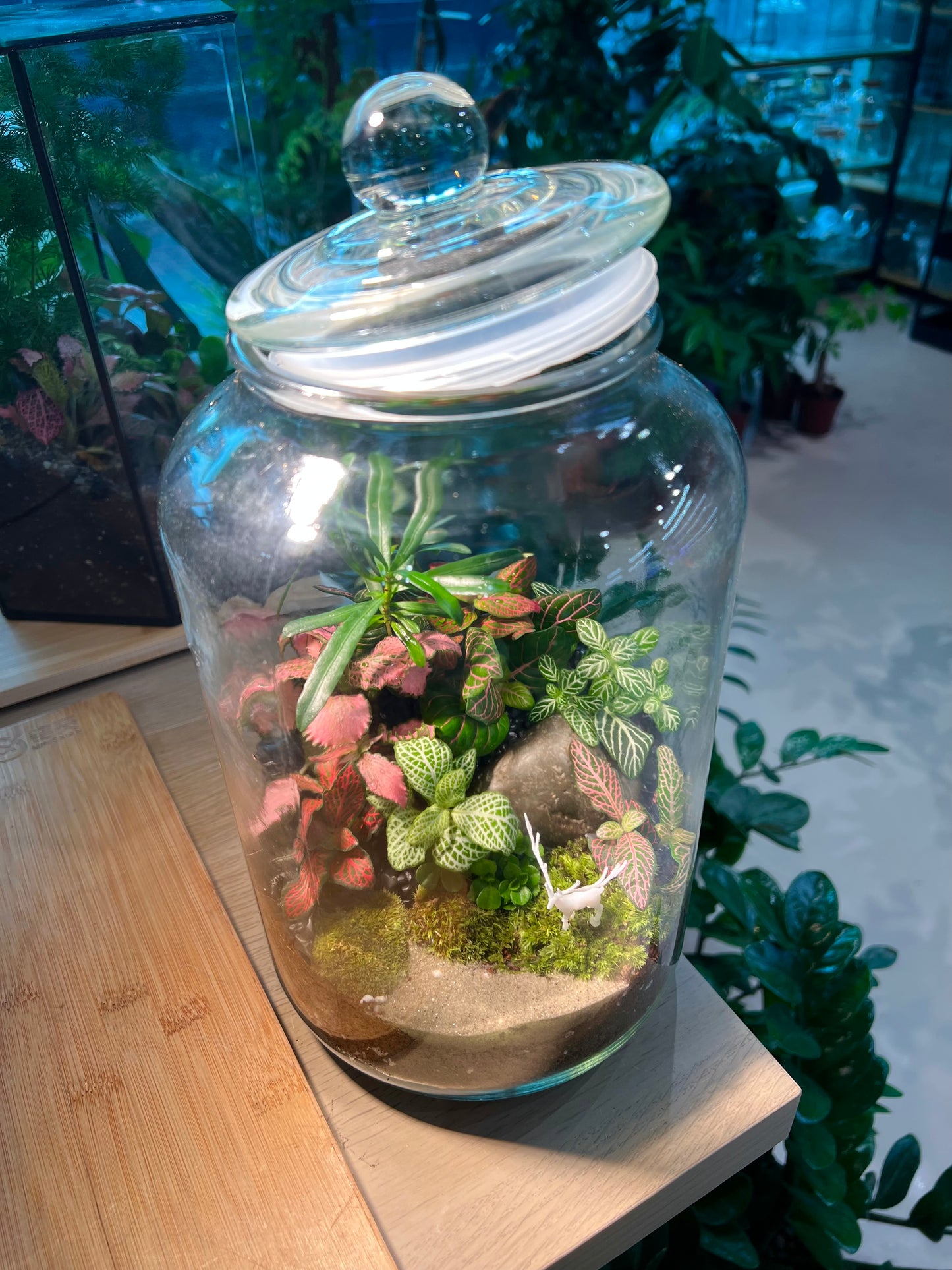 Fittonia and Fern with Moss Arrangement in Terrarium Jar (5L)