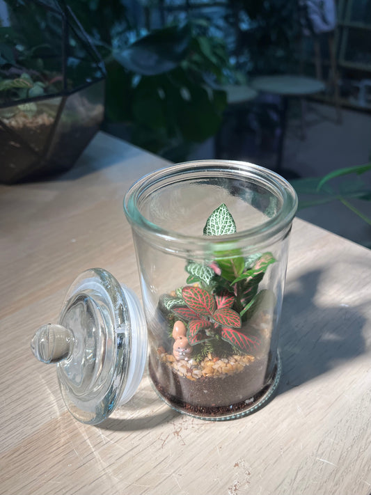 Indoor Plant Terrarium in Glass Jar (M)