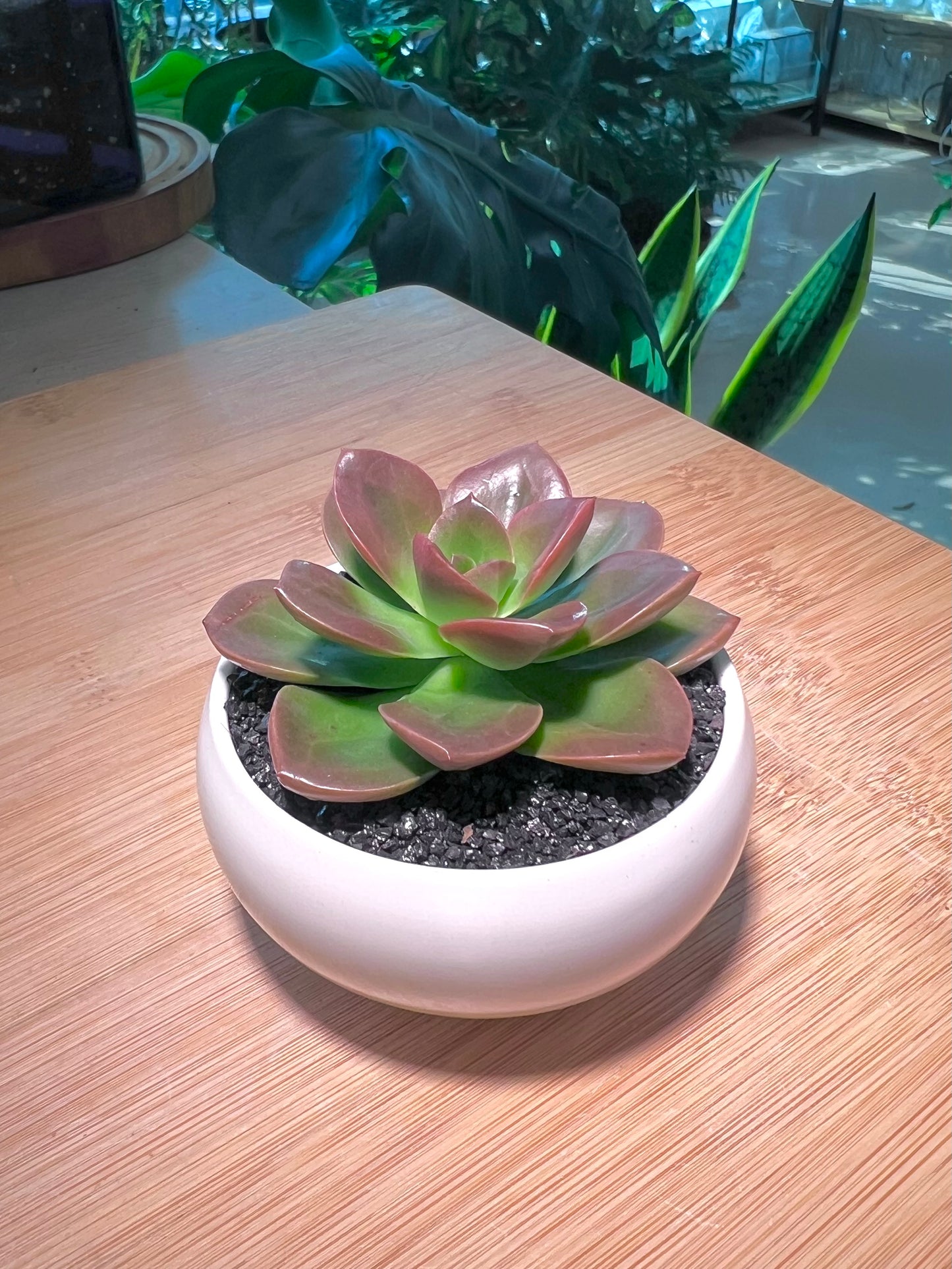 Echeveria in White Ceramic Pot