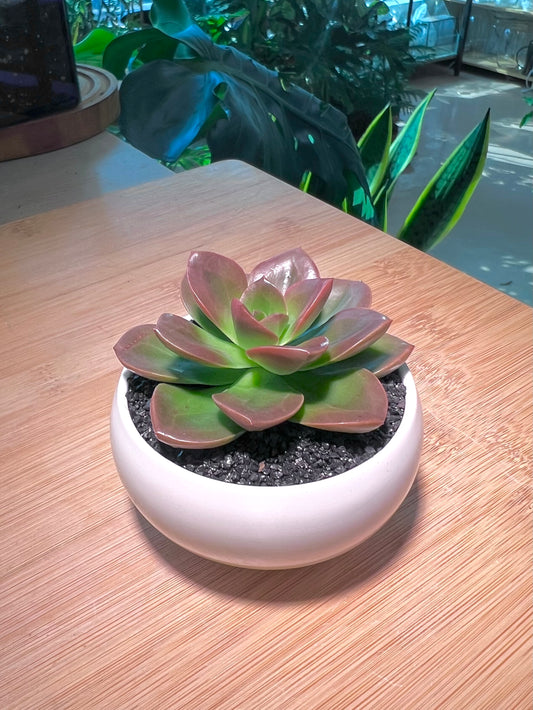 Echeveria in White Ceramic Pot