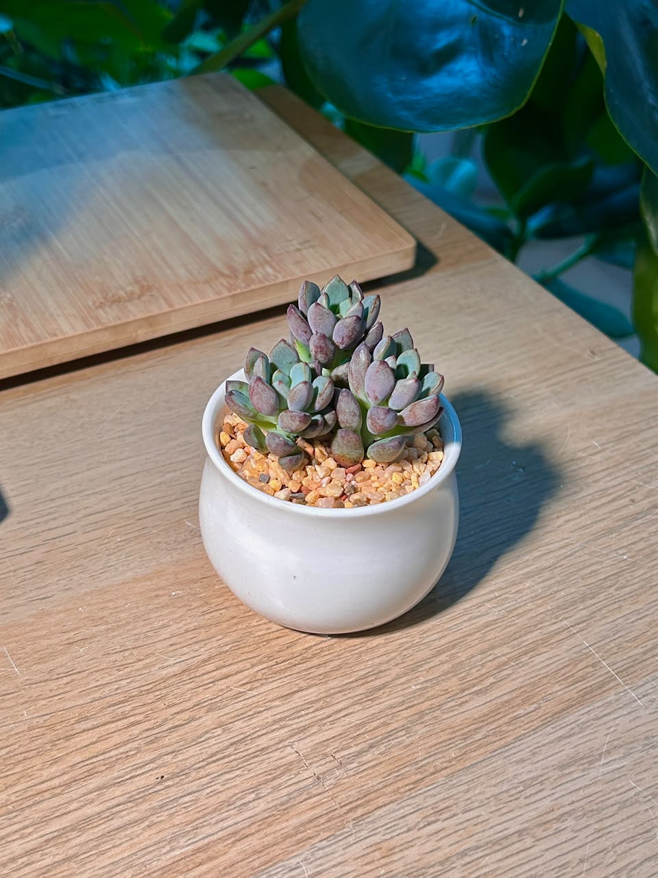 Purple Dream (多肉紫梦) Graptoveria in Glazed Ceramic Pot