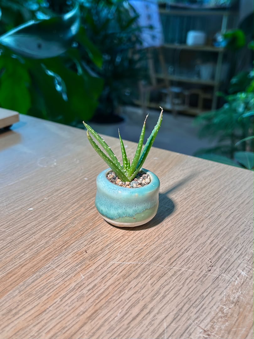 Aloe Vera (翠叶芦荟) in Glazed Ceramic Pot