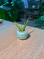 Aloe Vera (翠叶芦荟) in Glazed Ceramic Pot