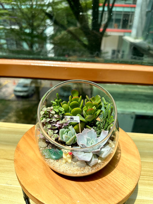 Succulent Arrangement in Slanted Glass (L)
