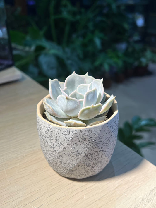 Echeveria Lilacina in Matt Textured Pot