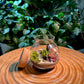 Moss and Fittonia in Round Covered Glass