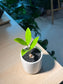 ZZ Plant (金钱树) in Tall Ceramic Pot