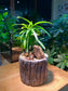 Podocarpus in Faux Stone Pot