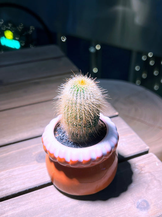 Echinocereus in Handmade Petal Edge Ceramic Pot