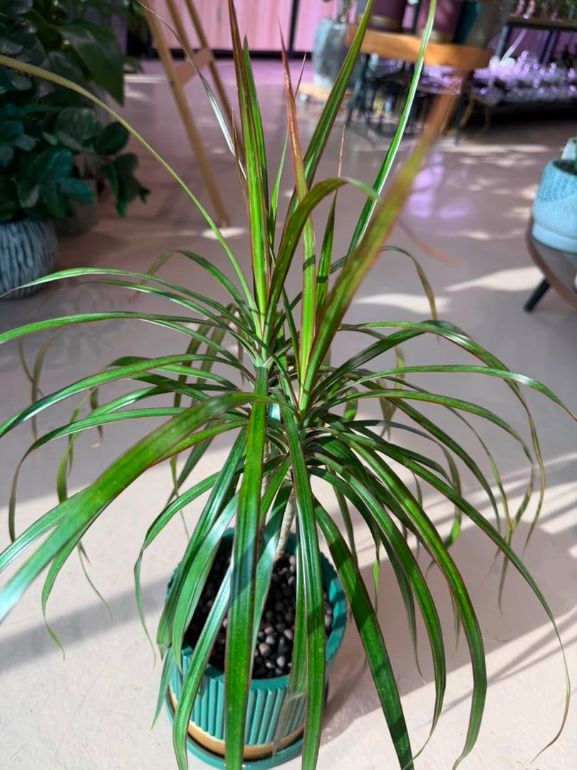 Madagascar Dragon Tree (Dracaena Marginata) in Greenery Ceramic Pot