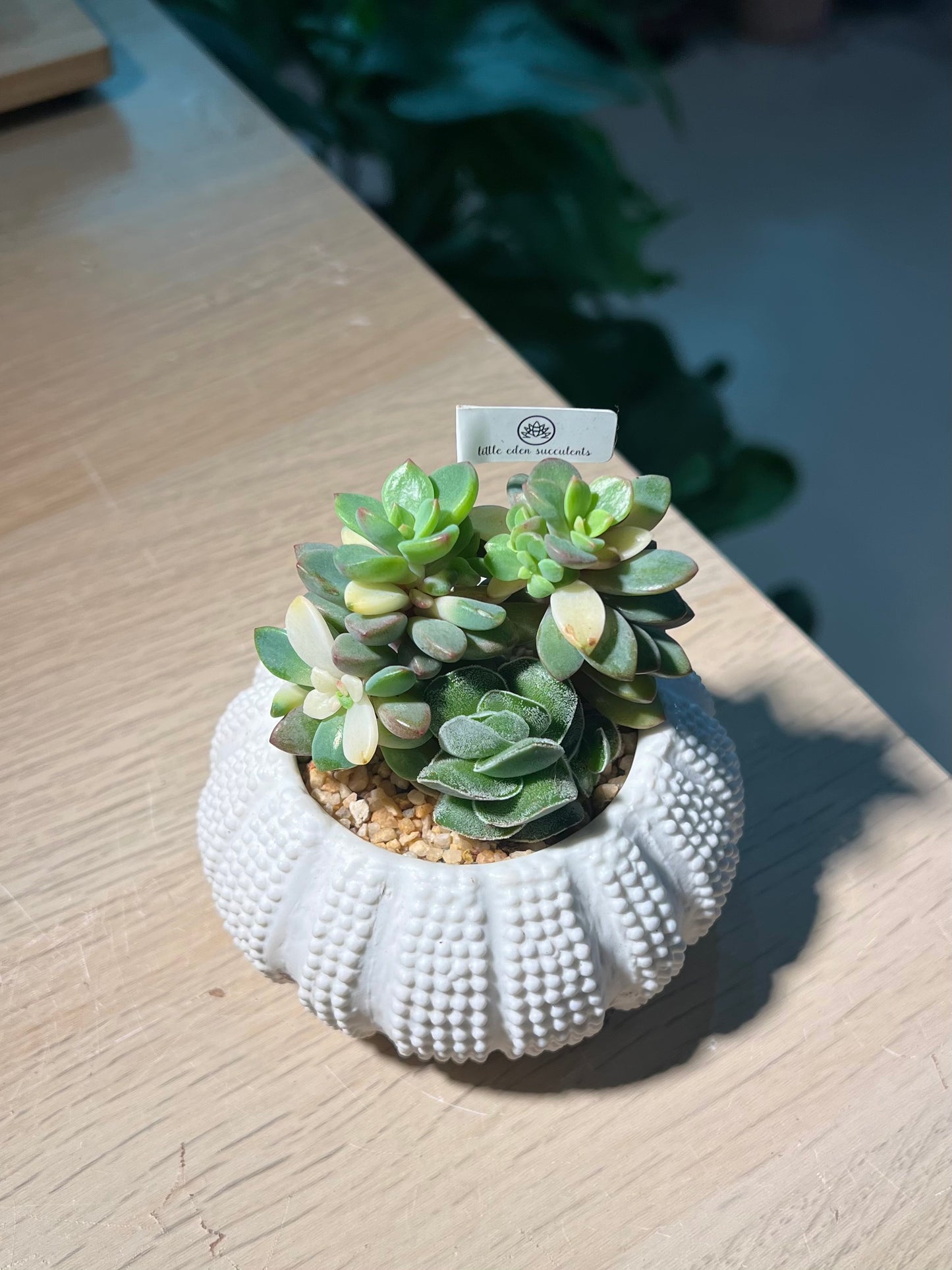 Succulent Arrangement in Seashell Pot