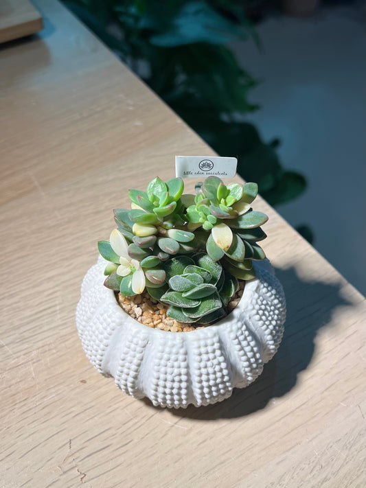 Succulent Arrangement in Seashell Pot