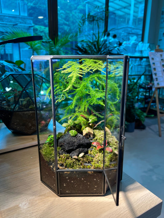 Fittonia, Asparagus Fern with Moss Arrangement in Pentagonal Tall Glass with Lid Terrarium