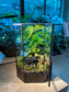 Fittonia, Asparagus Fern with Moss Arrangement in Pentagonal Tall Glass with Lid Terrarium