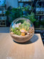 Succulent Terrarium in Round Glass (L)