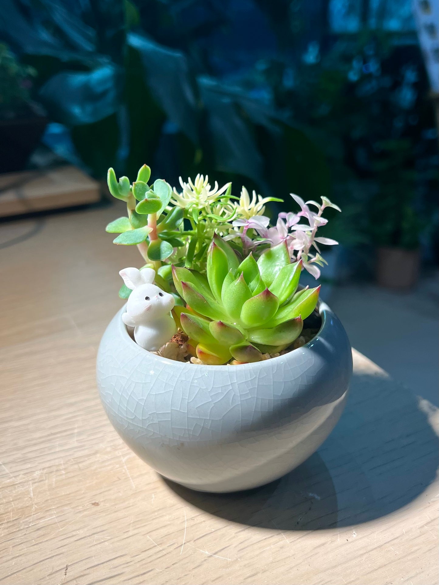 Succulent Arrangement in Sky Blue Round Ceramic Pot