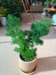 Asparagus Retrofractus (蓬莱松) in Beige Ceramic Pot