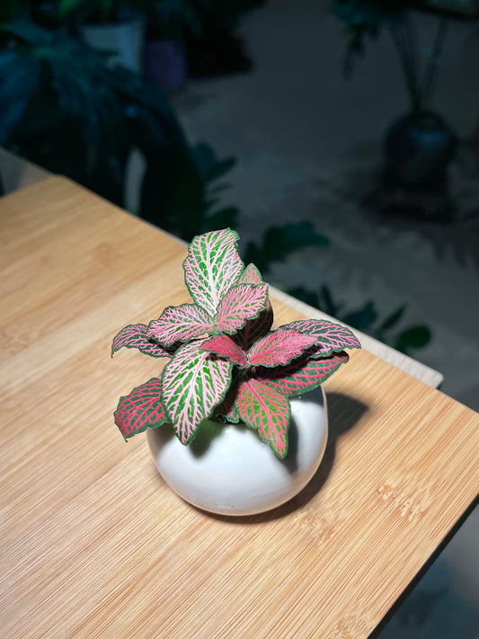 Fittonia Arrangement in Small Round Ceramic Pot