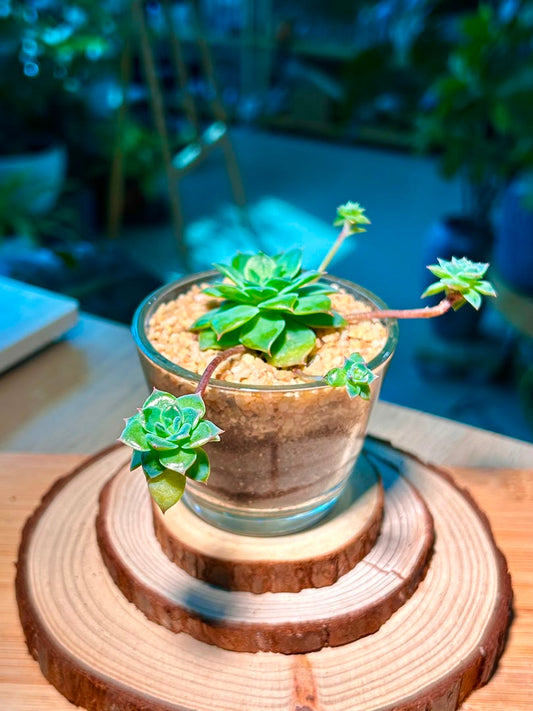 Echeveria Succulent in Glass Pot