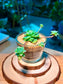 Echeveria Succulent in Glass Pot