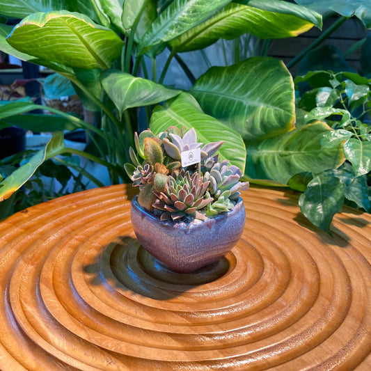 Succulent Arrangement in Purple Glazed Ceramic Designer Pot