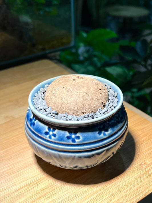 Stephania in Blue Pattern-Designed Ceramic Pot