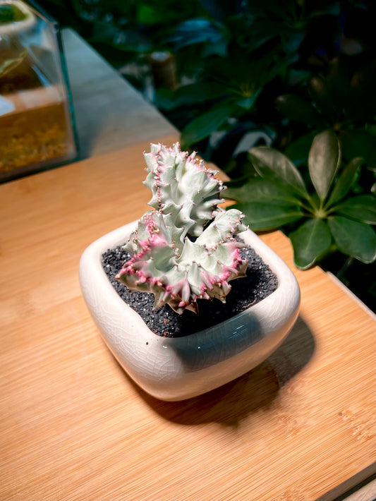 Euphorbia Lactea in Light Blue Ceramic Pot