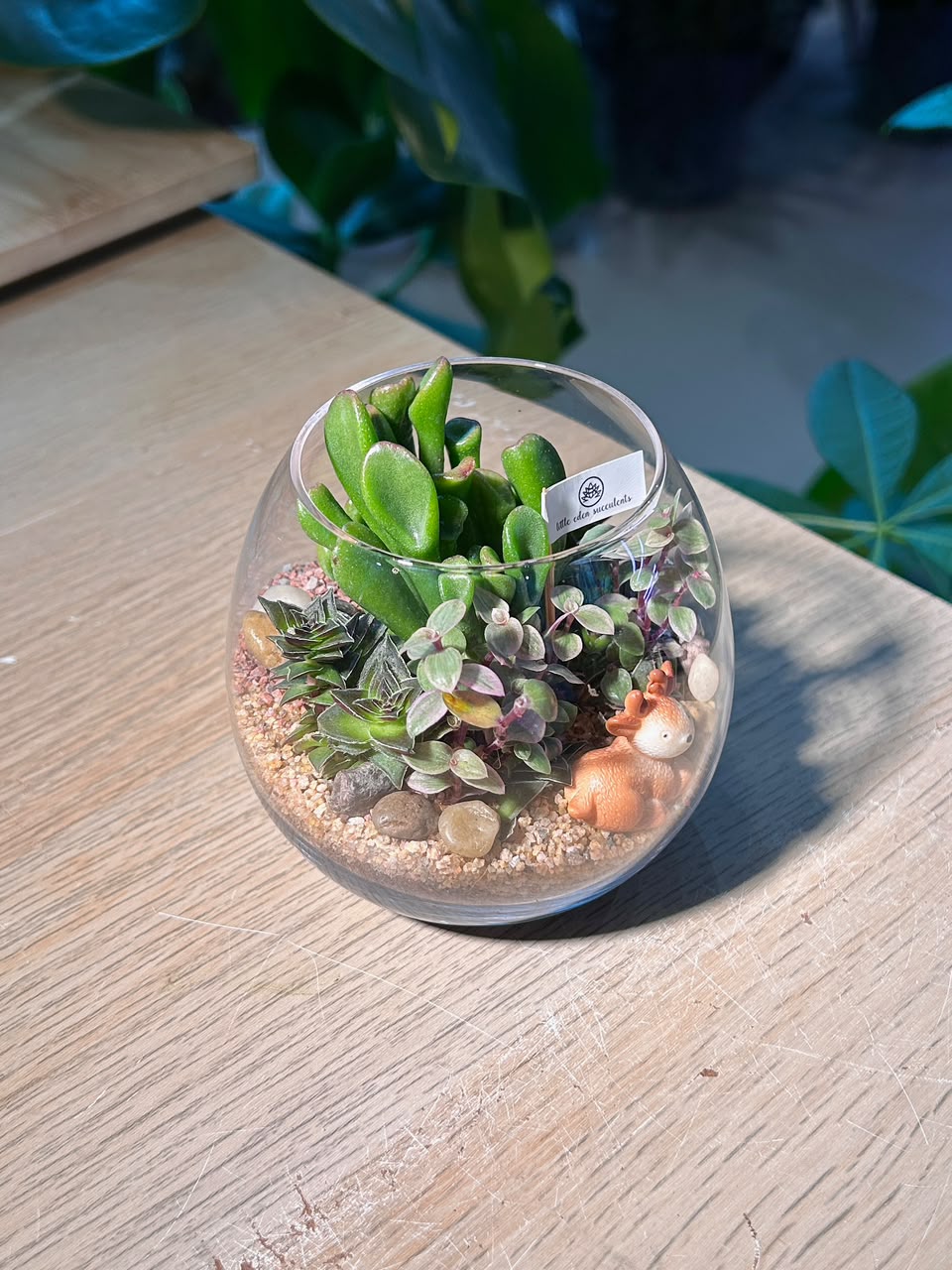 Succulent Arrangement Terrarium (多肉植物) in Crystal Glass