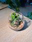 Succulent Arrangement Terrarium (多肉植物) in Crystal Glass