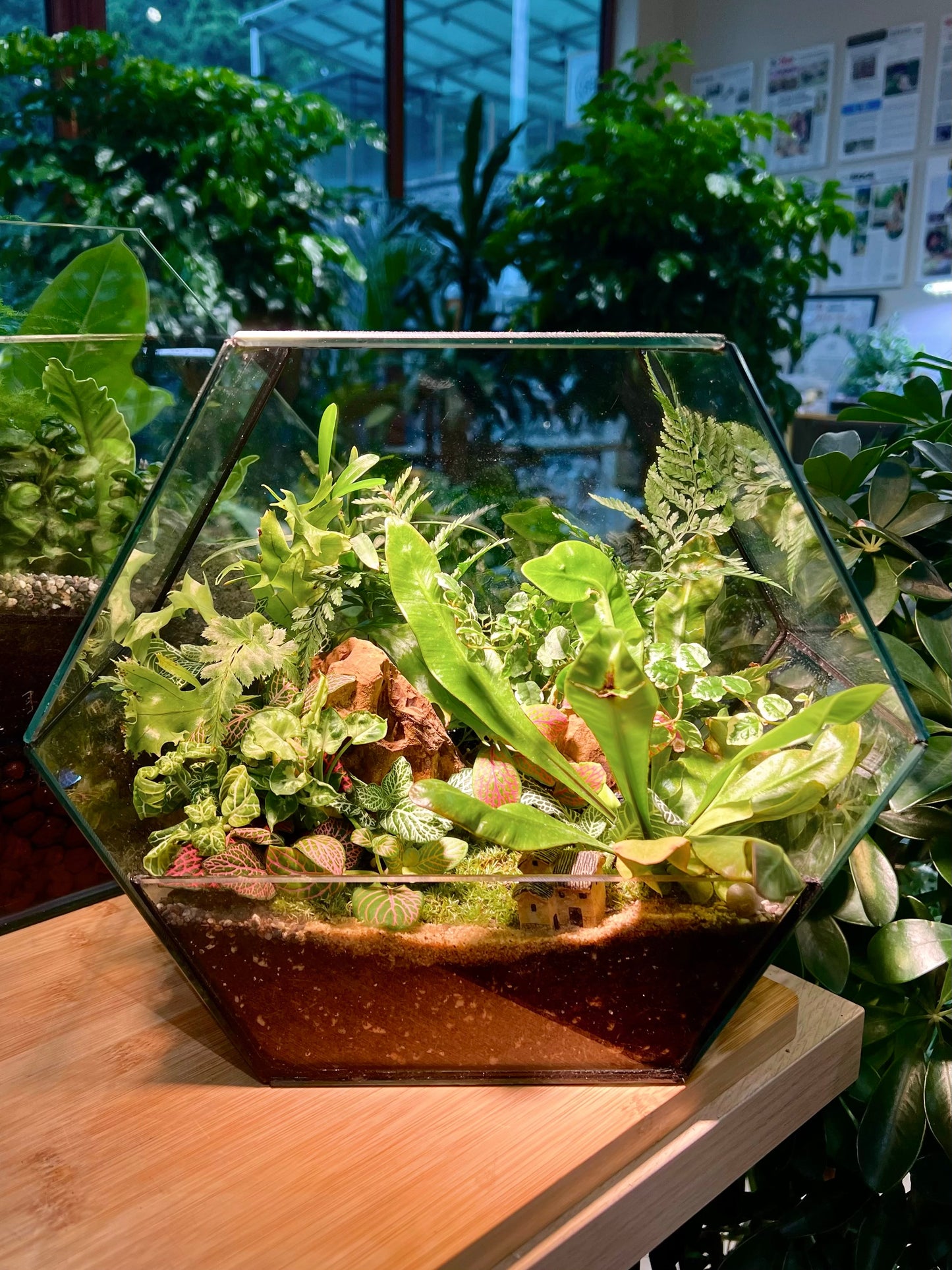 Indoor Plant Arrangement in Hexagonal Aqua Glass