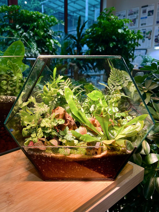 Indoor Plant Arrangement in Hexagonal Aqua Glass