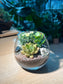Succulent Terrarium in Crystal Glass
