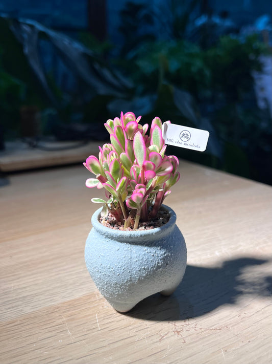 Hana Misteria (ε€ͺι³θ±ι¦) in Matt Textured Sky Blue Pot