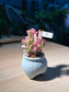 Hana Misteria (太阳花锦) in Matt Textured Sky Blue Pot