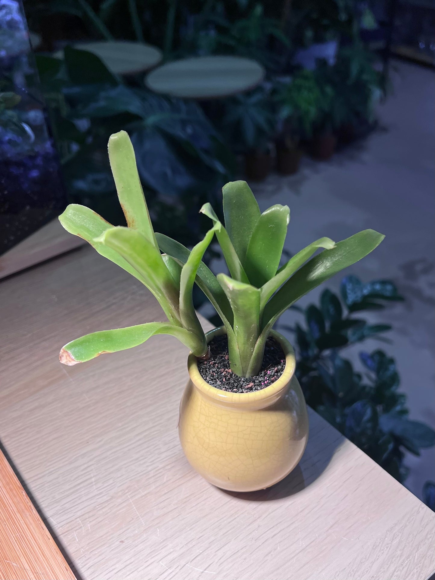 Bromeliad in Light Yellowish Ceramic Pot