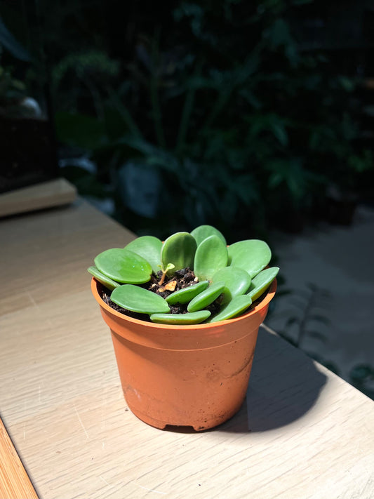 Plastic Pot - Peperomia Hope