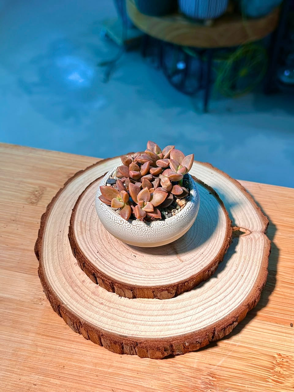 Baby Graptosedum ‘Bronze’ (姬胧月) Succulent in Textured Matte Ceramic Pot