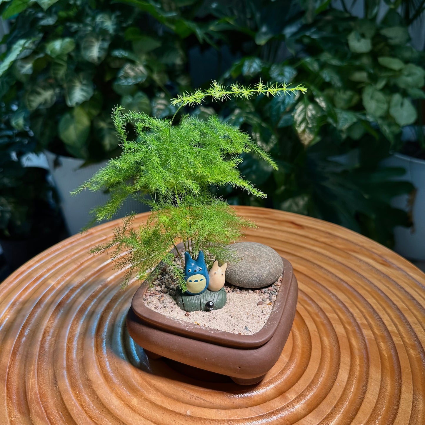 Asparagus Fern in Brown Designer Pot