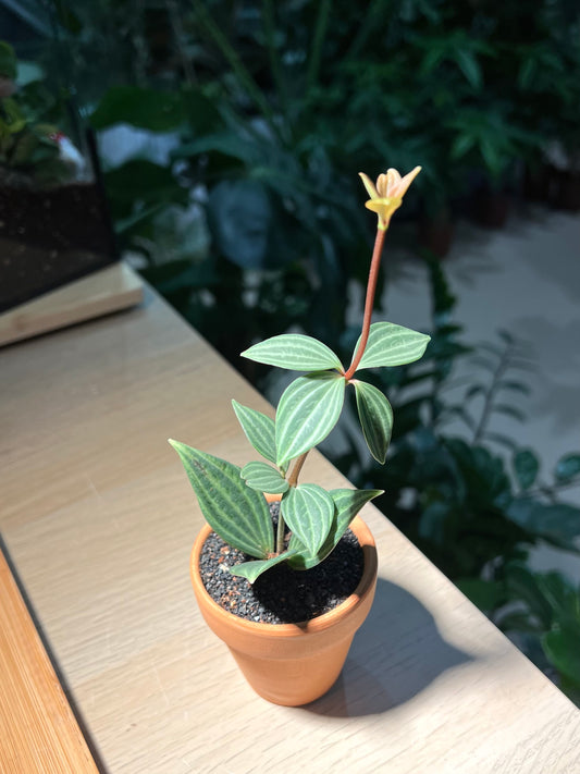 Peperomia Puteolata in Terracotta Pot